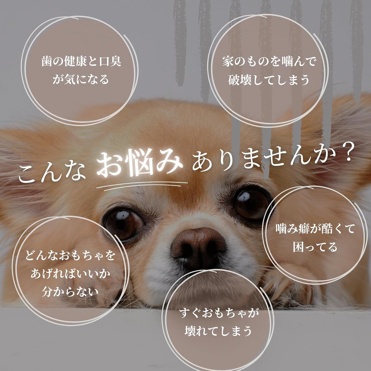 【犬用:4つ割り】エゾ鹿の角ガム 4つ割り×2本セット 小型犬用 手作り天然無添加